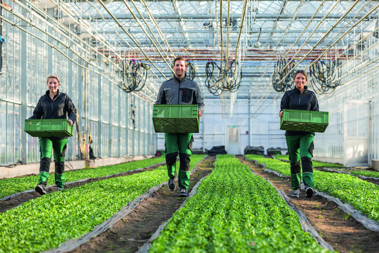 Growers in Planam bib trousers carrying crates through a greenhouse
